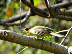 Chlorocichla flaviventris flaviventris