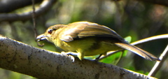 Chlorocichla flaviventris flaviventris