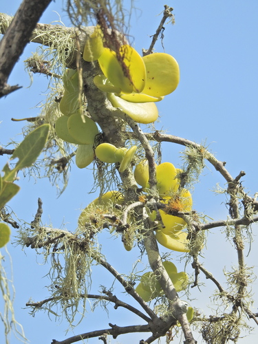 Image of Amyema mackayensis by (c) Scott W. Gavins, some rights reserved (CC BY)