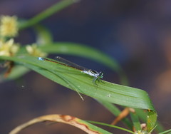 Ischnura pruinescens
