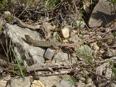 Psammodromus edwarsianus