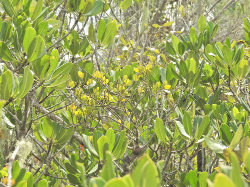 Image of Estuarine Mistletoe (Lysiana maritima) by (c) Scott W. Gavins, some rights reserved (CC BY)