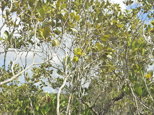 Image of Amyema mackayensis by (c) Scott W. Gavins, some rights reserved (CC BY)