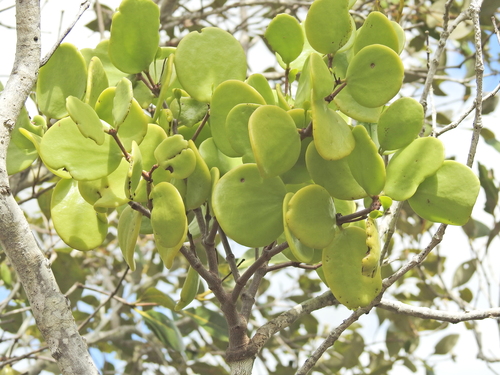 Image of Amyema mackayensis by (c) Scott W. Gavins, some rights reserved (CC BY)