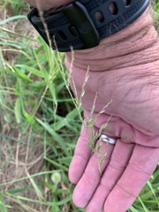Eriochloa acuminata