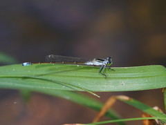 Ischnura pruinescens