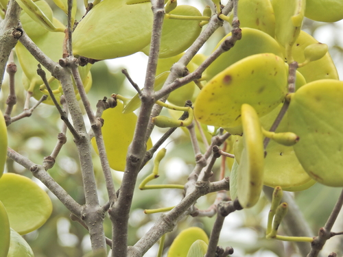 Image of Amyema mackayensis by (c) Scott W. Gavins, some rights reserved (CC BY)