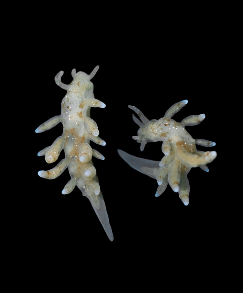 Eubranchulus