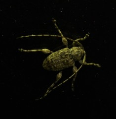 Leptostylopsis terraecolor