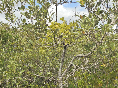 Image of Amyema mackayensis by (c) Scott W. Gavins, some rights reserved (CC BY)
