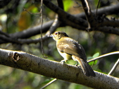 Chlorocichla flaviventris flaviventris