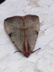 Galgula