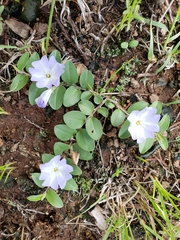 Evolvulus rotundifolius