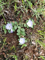 Evolvulus rotundifolius