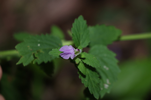 Anisomeles moschata (Anisomeles moschata)