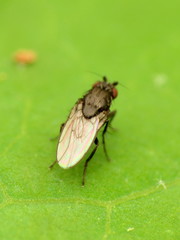 Leptocera