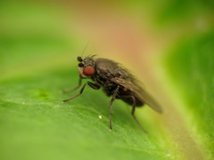 Leptocera