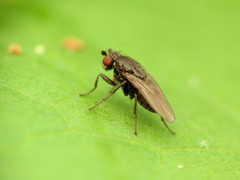 Leptocera