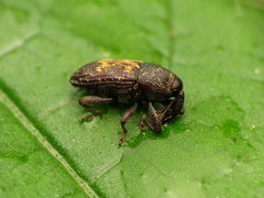Glyptobaris lecontei