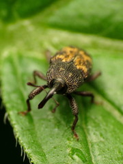Glyptobaris lecontei