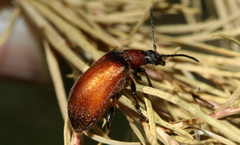 Ecnolagria rufescens