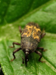 Glyptobaris lecontei