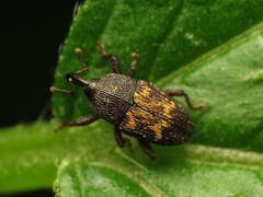 Glyptobaris lecontei