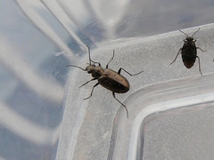 Bembidion americanum