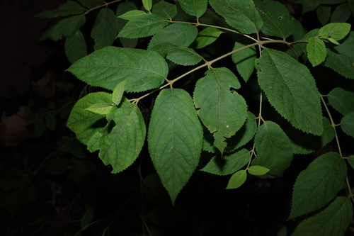 Image of Callicarpa pedunculata by (c) Greg Tasney, some rights reserved (CC BY-SA)