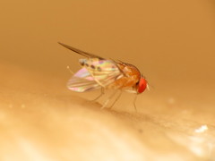 Leucophenga varia