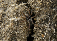 Pardosa fuscula