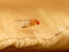 Leucophenga varia