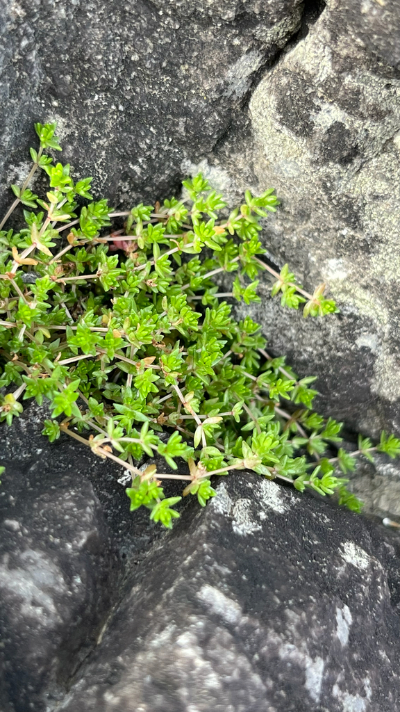 Crassula kirkii 2