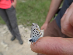 Pseudophilotes baton