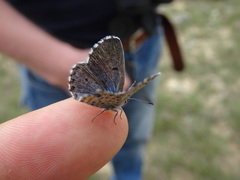 Pseudophilotes baton