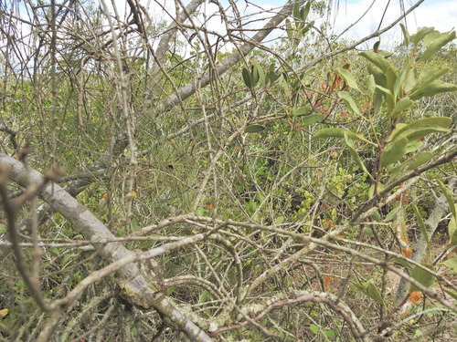 Image of Lysiana maritima by (c) Scott W. Gavins, some rights reserved (CC BY)