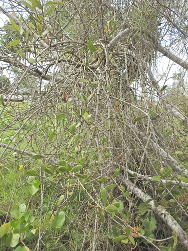 Image of Estuarine Mistletoe (Lysiana maritima) by (c) Scott W. Gavins, some rights reserved (CC BY)