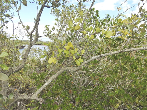 Image of Amyema mackayensis by (c) Scott W. Gavins, some rights reserved (CC BY)