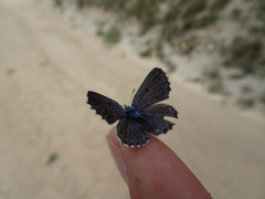 Pseudophilotes baton