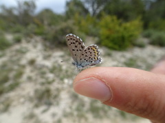 Pseudophilotes baton
