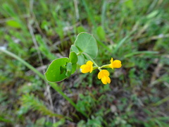 Coronilla scorpioides