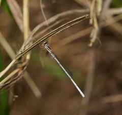 Agriocnemis argentea