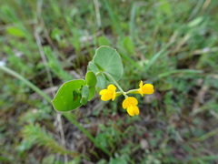 Coronilla scorpioides