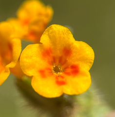 Amsinckia lycopsoides