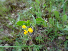 Coronilla scorpioides