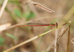 Agriocnemis argentea