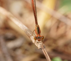 Agriocnemis argentea