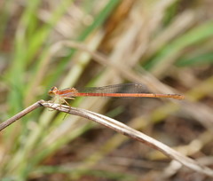 Agriocnemis argentea