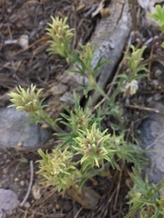 Castilleja nana