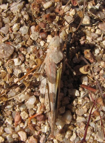 Strenuous Grasshopper photo 5